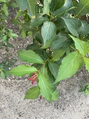 Weigela florida