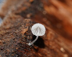 Mycena piringa