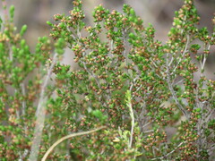 Erica axillaris