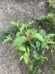Weigela florida
