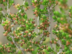 Erica axillaris