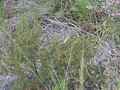 Erica axillaris
