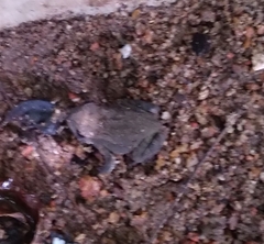 Duttaphrynus melanostictus