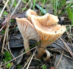 Singerocybe