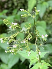 Valeriana flaccidissima
