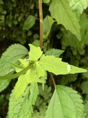 Valeriana flaccidissima