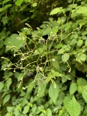 Valeriana flaccidissima