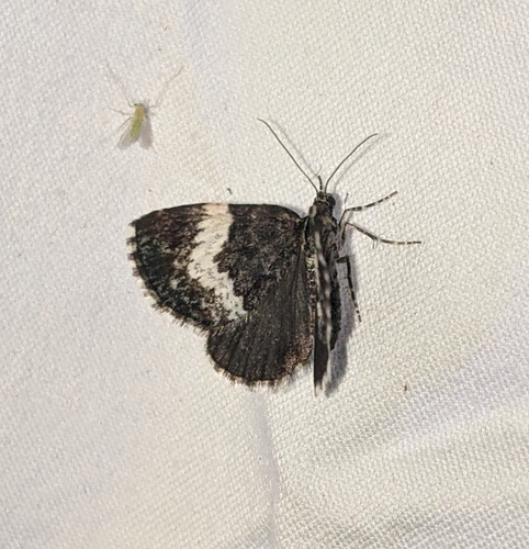 White-banded Carpet Moth