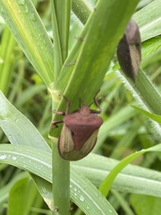 Chalcopis glandulosa