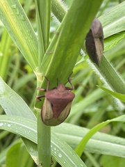 Chalcopis glandulosa