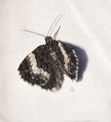 Spargania luctuata