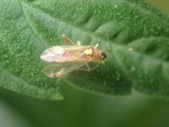Campyloneura virgula