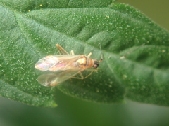 Campyloneura virgula
