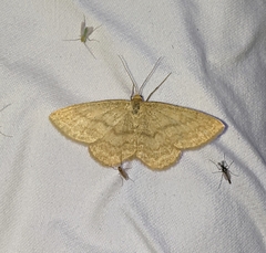 Scopula luteolata