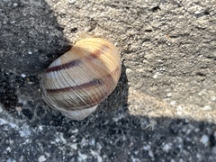 Helix figulina