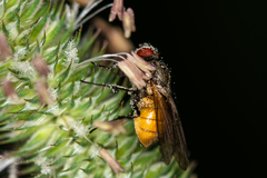 Thricops semicinereus