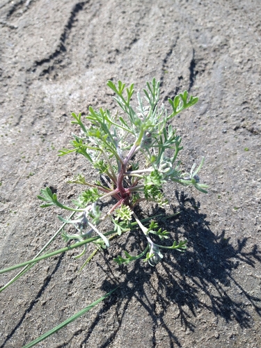 Artemisia samoiedorum