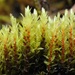 Long-leaved Thread Moss - Photo (c) Biopix, some rights reserved (CC BY-NC)