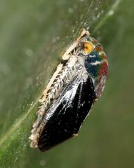 Penthimia nitens