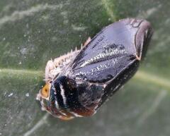 Penthimia nitens