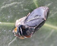 Penthimia nitens