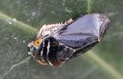 Penthimia nitens