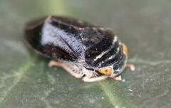 Penthimia nitens