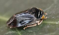 Penthimia nitens