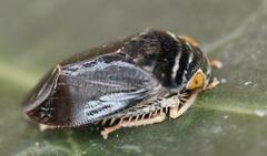Penthimia nitens