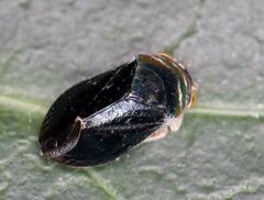 Penthimia nitens