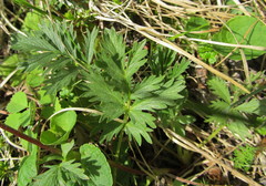 Potentilla drummondii