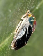 Penthimia nitens