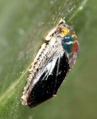 Penthimia nitens