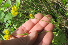 Potentilla drummondii