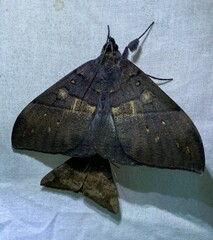 Ischyja ebusa