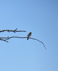 Cincloramphus mathewsi