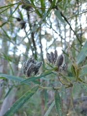 Callistachys lanceolata