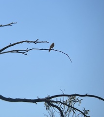 Cincloramphus mathewsi