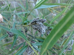 Callistachys lanceolata