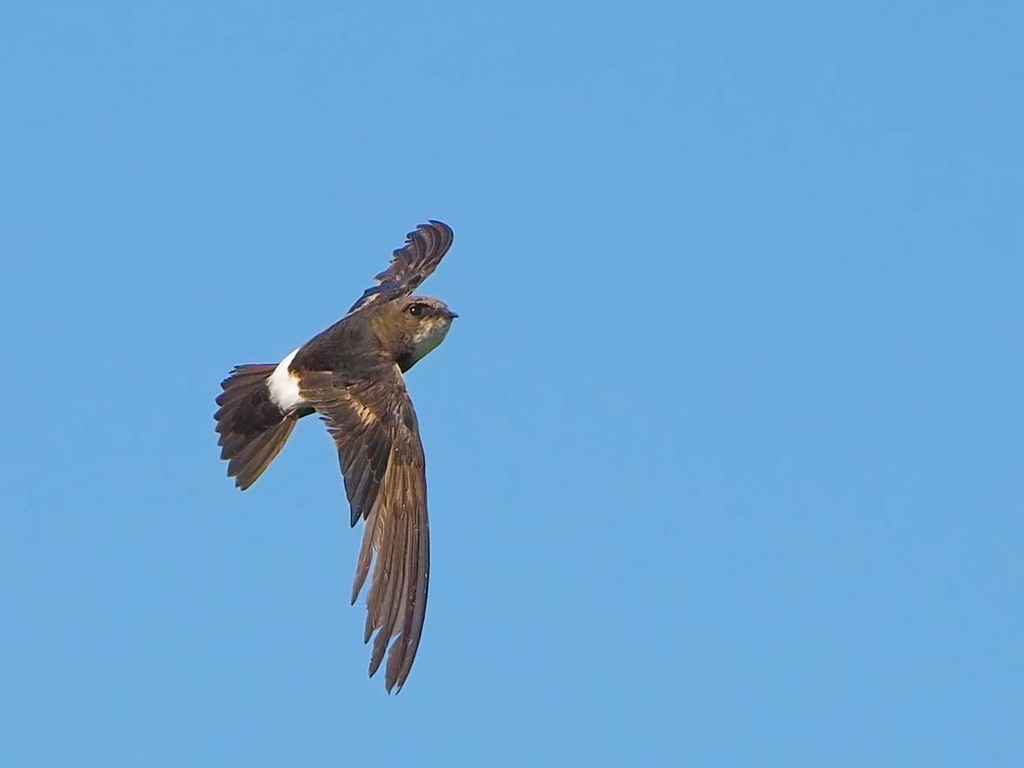 House Swift photo