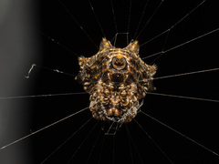 Thelacantha brevispina