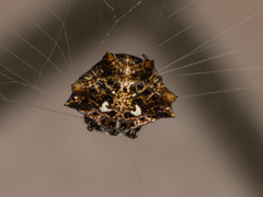 Thelacantha brevispina