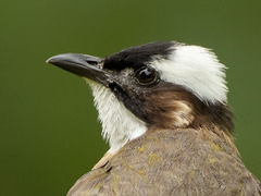 Light-Vented Bulbul photo 2