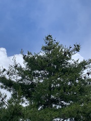 Pinus armandi mastersiana