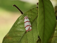 Cyana perornata