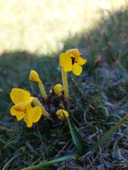 Pedicularis longiflora
