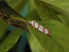 Cyana perornata