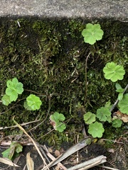 Hydrocotyle nepalensis