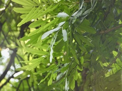 Cyana perornata