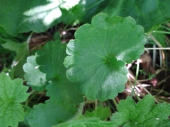 Micranthes nelsoniana aestivalis